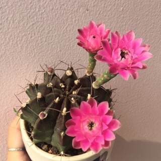 Hạt giống xương rồng gymno vân đủ màu hoa