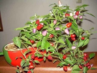 Hạt giống ớt ngũ sắc 5 hạt