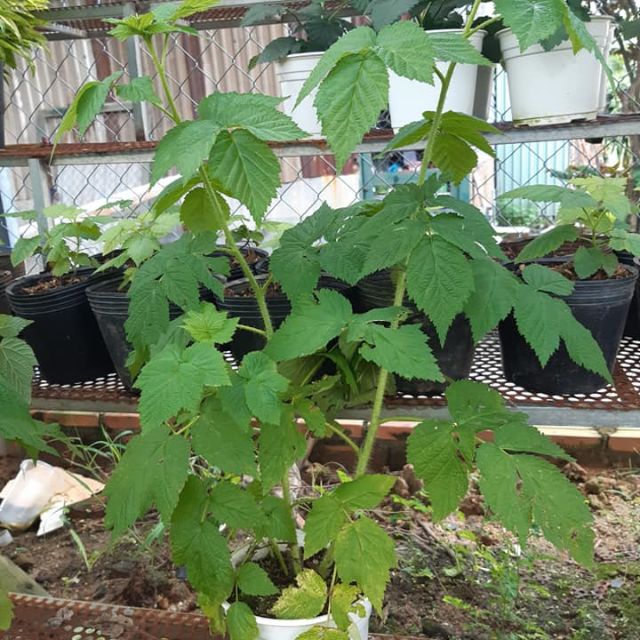 Cây mâm xôi đỏ vàng đen