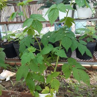 Cây giống mâm xôi cây đẹp.đỏ vàng đen
