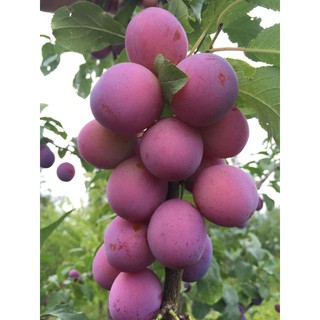CÂY GIỐNG MẬN ĐỎ ÚC