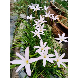 Củ Huệ mưa ( củ mẹ)