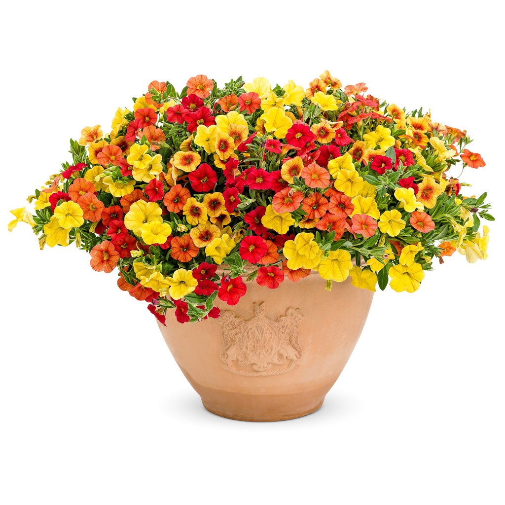 Hạt Giống Hoa Triệu Chuông F1 Siêu Dễ Trồng [ Gói 50gram, 100gram, 200gram ]