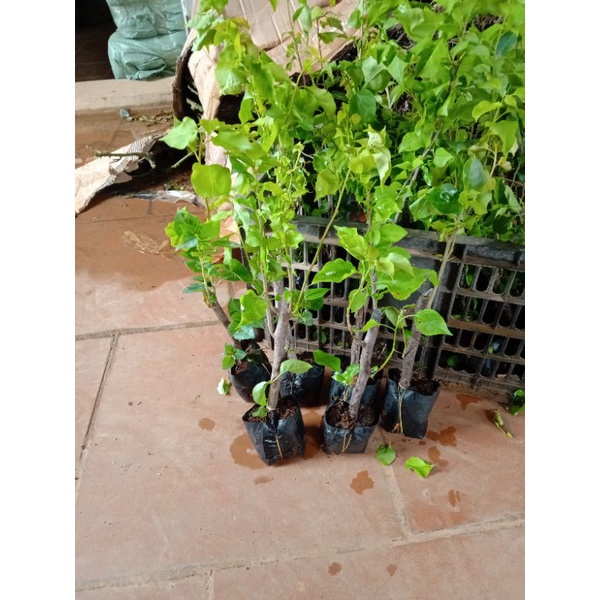 CÂY HOA GIẤY NGŨ SẮC ĐẸP
