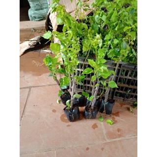 5 cây giấy ngũ sắc [ giá rẻ nhất]