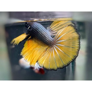 Betta Siêu Đẹp  1 em .Tặng Thức  ăn