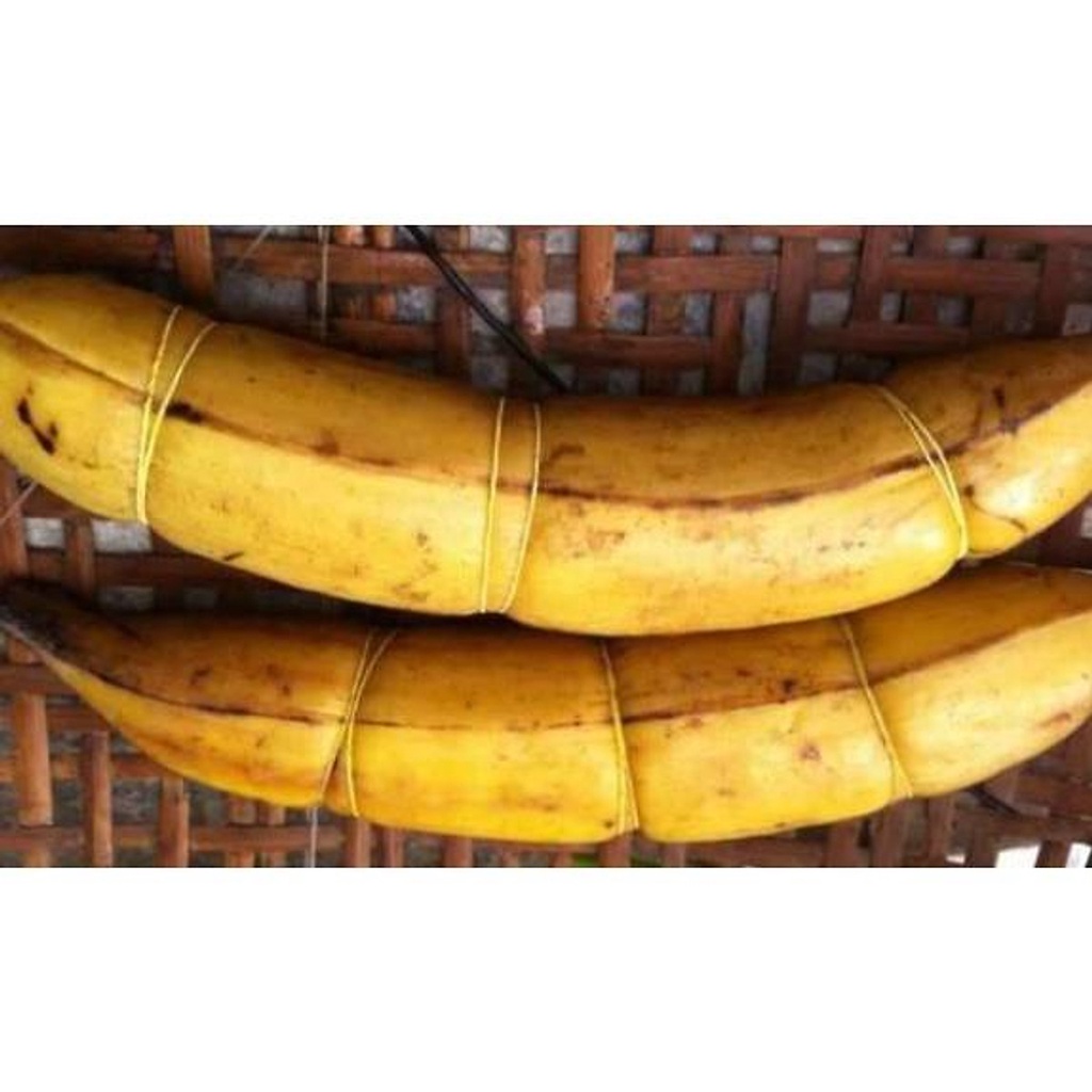 24.09 Chuối Táo Quạ... 3 tháng cây cho trái