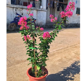 Cây hoa tường vi hoa nở đẹp, dễ trồng và chăm sóc, cây trồng trang trí sân vườn chiều cao 25-30cm