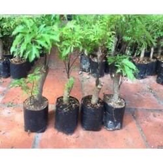 Đinh lăng nếp lá nhỏ, đinh lăng nếp, 10k/ 1 cây