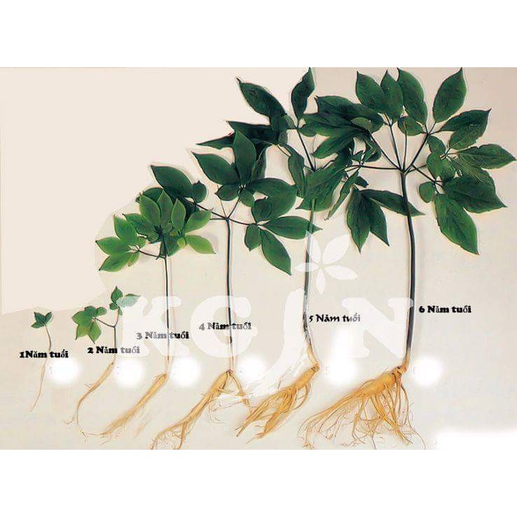 Hạt giống nhân sâm hàn quốc gói 5 hạt - kèm 3 viên nén kích thích ươm hạt