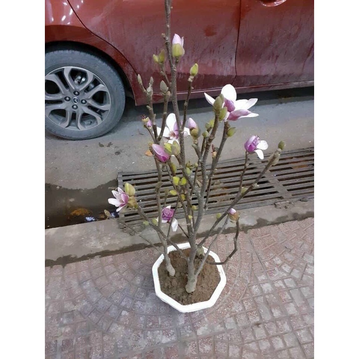 Cây giống mộc lan cho hoa tết - Magnoliaceae