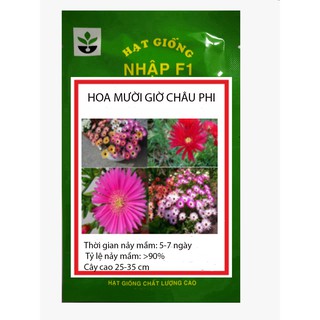 GÓI 1000 HẠT GIỐNG HOA CÚC CẦU VỒNG (HOA MƯỜI GIỜ CHÂU PHI)