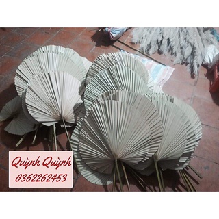 Lá cọ khô trang trí/decor