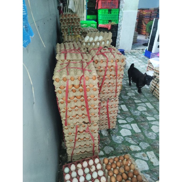 Trứng gà công nghiệp (10 quả) Bảy Lá | BigBuy360 - bigbuy360.vn