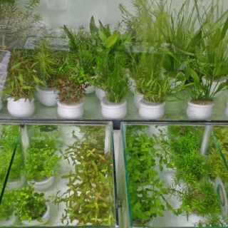 Cây thủy sinh, rong rêu thủy sinh, hồ thủy sinh