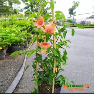 Cây đăng tiêu leo giàn chống nắng - Cây leo có hoa chùm - Campsis grandiflora