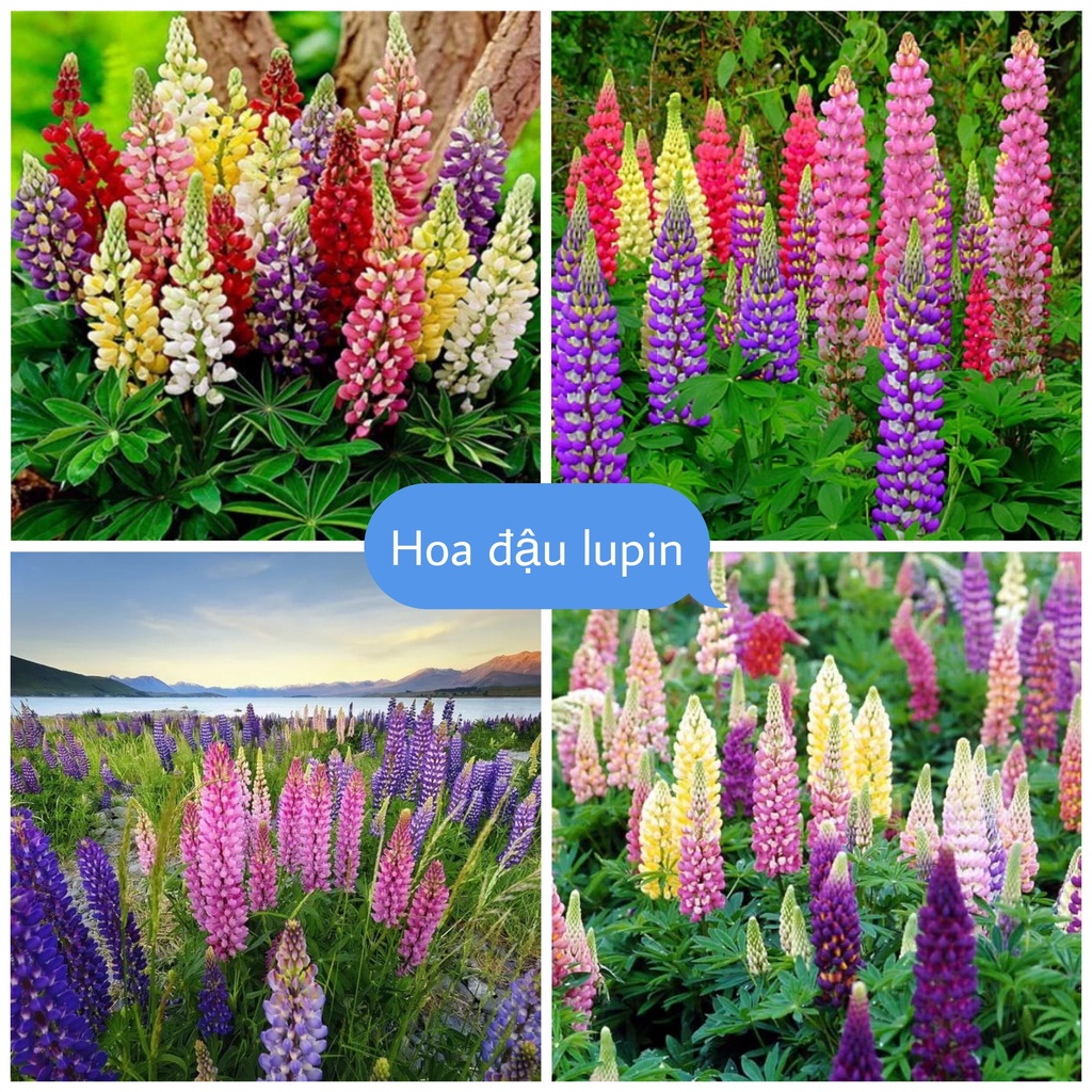 Hạt giống hoa đậu Lupin loại F1 dễ trồng tỉ lệ nảy mầm cao hoa mix màu