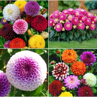 Hạt giống hoa thược dược tổ ong mix 50 hạt/gói (TẶNG gói kích thích hạt nảy mầm)