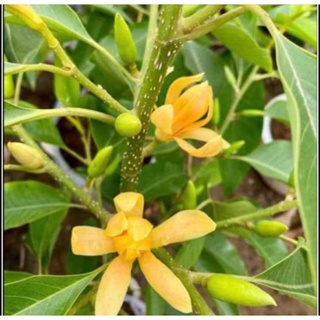 Cây hoa ngọc lan(cây giống)