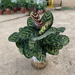 Cây đuôi công xanh đốm thuỷ sinh, nhiều nhánh lá xum xuê dày đẹp, cây phong thuỷ trồng nội thất, để bàn, decor cửa hàng