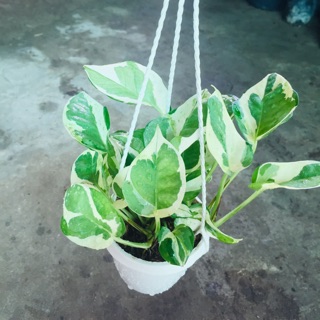 TRẦU BÀ CẨM THẠCH MINI