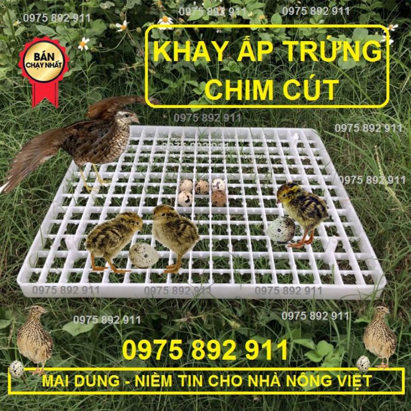 khay ấp trứng chim cút - loại 221 quả