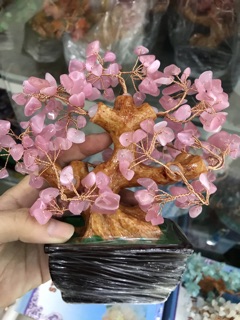 Cây đá vụn đá
