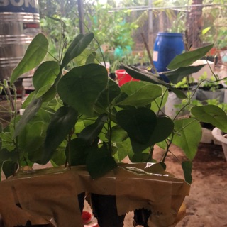 SƯƠNG SÂM LÔNG giống