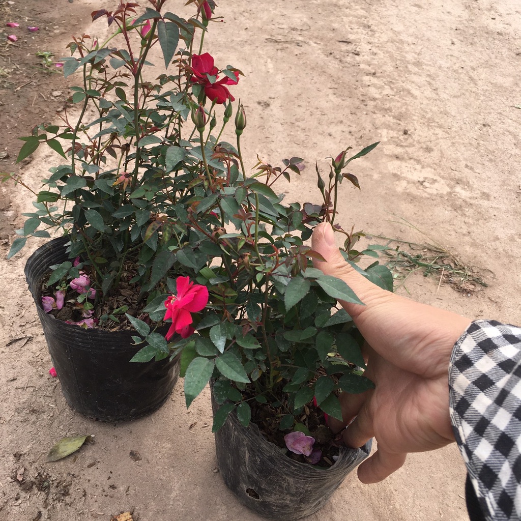 Cây HOA HỒNG QUẾ Bụi Ra Hoa Quanh Năm,Bụi Xum Hoa Có Mùi Thơm Nhẹ