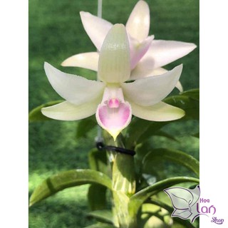 Lan phi điệp 🍀freeship🍀 mặt hoa đáng chơi nhất 2021