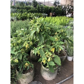 Cây Hoàng Lan nhiều hoa và rất thơm