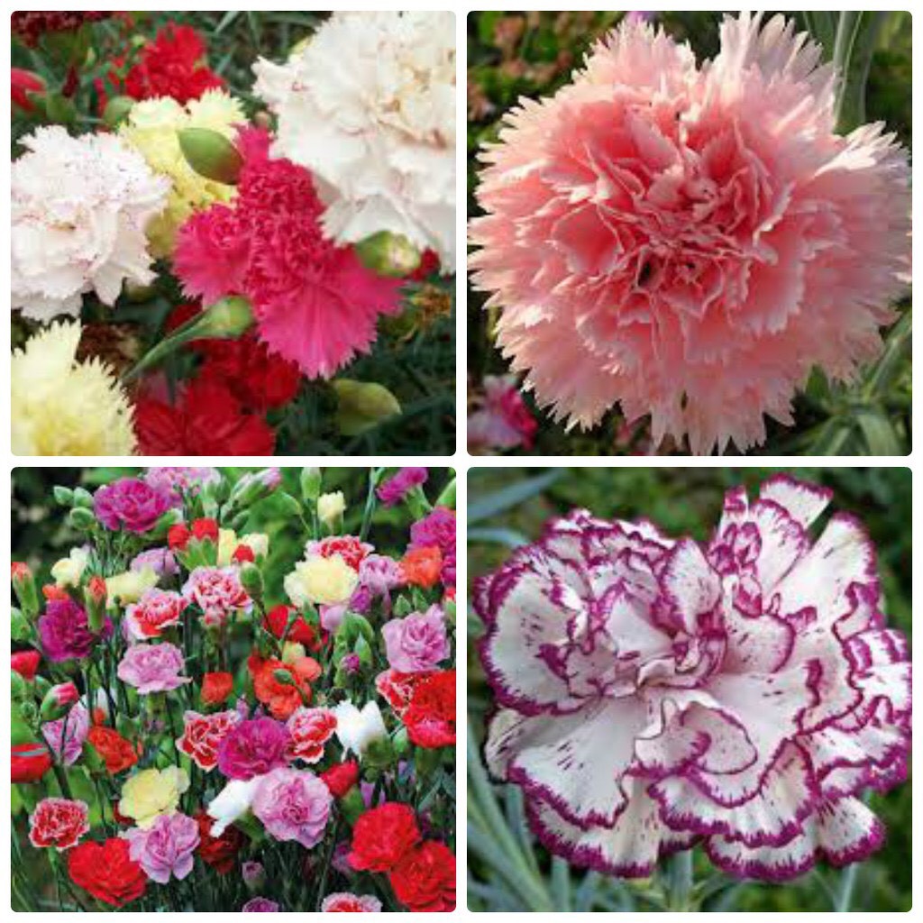 100h Hạt Giống Hoa Cẩm Chướng Kép Mix - TaNe Garden