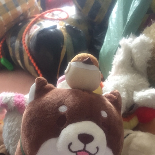 Gau bong Hana