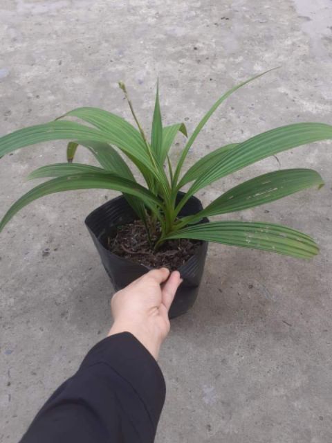 Địa lan chu đỉnh - có 2 màu