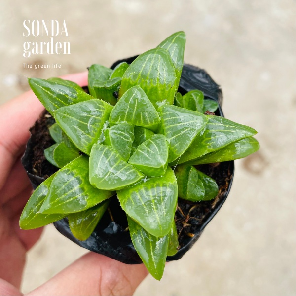 Sen đá guốc haworthia SONDA GARDEN size bé 5-7cm, xuất xứ Đà Lạt, khoẻ đẹp, lỗi 1 đổi 1đổi 1