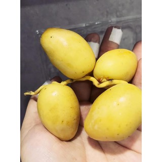 Chà Là tươi Ai Cập, Thái Lan