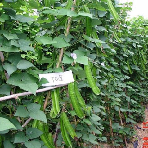 Hạt Giống Đậu Rồng/ Đậu Khế  - Dễ Trồng,Giòn, Dinh Dưỡng Cao - MUA 3 TẶNG 1 CÙNG LOẠI
