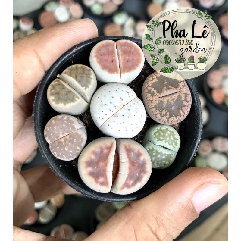 1 chậu sen mông mix 7 màu mới/ lithops