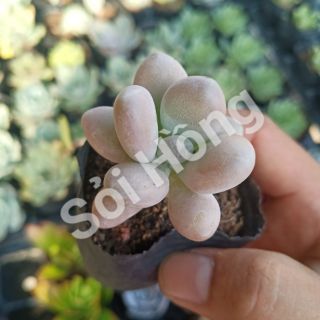Combo 3 loại sen đá sỏi