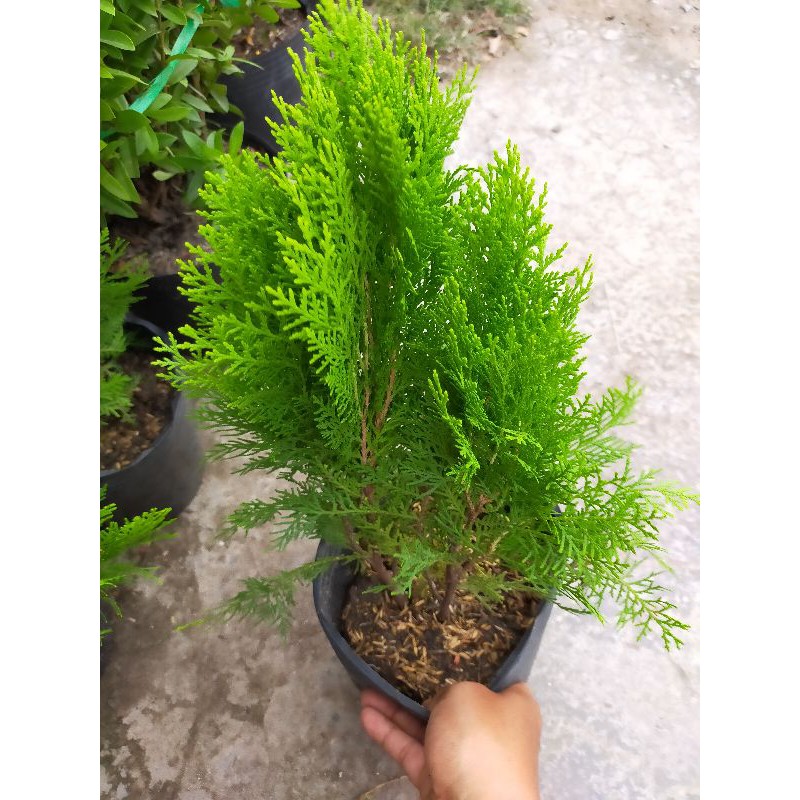 Trắc Bá Tùng