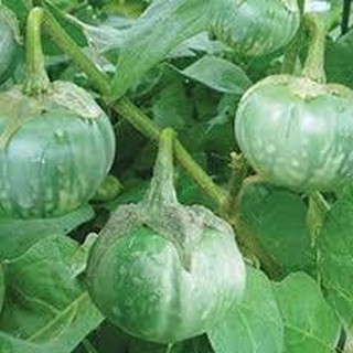 Gói 50 hạt giống cà bát xanh da ếch