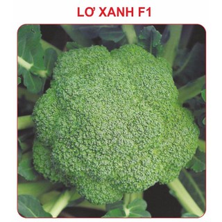 HẠT GIỐNG SÚP LƠ XANH 0.1GR