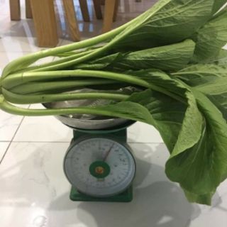 Cải ngọt thái lan .giongcaynhap
