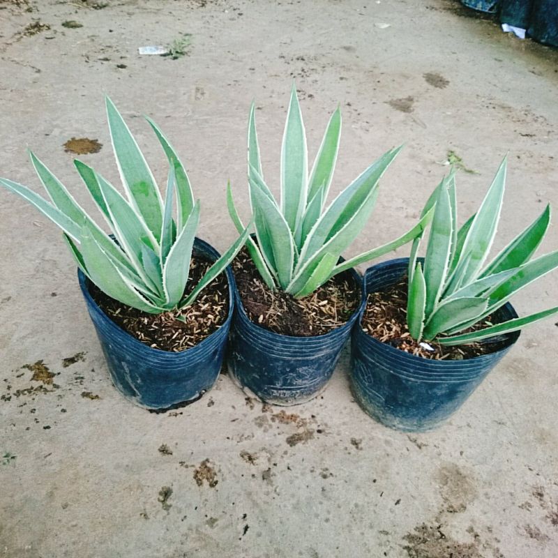 Cây Dứa Nam Mỹ Agao