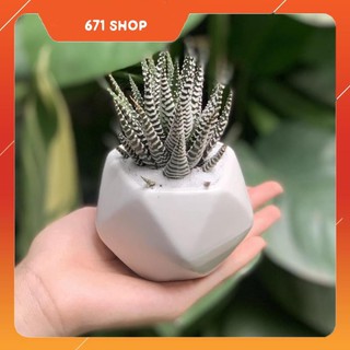 Cây sen đá móng rồng - 7x7x15 cm - cây mini để bàn & chậu trồng cây - gốm sứ bát tràng - đa giác - trắng