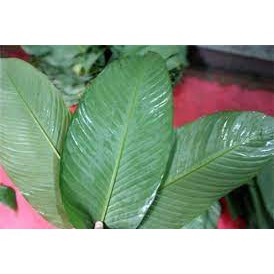 Lá Dong Tươi Gói Bánh Trưng  981SP
