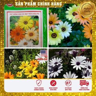 Hạt giống hoa cúc mặt trời châu phi  LUCKY SEEDS