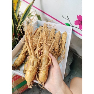 Sâm Hàn 10 củ 1KG