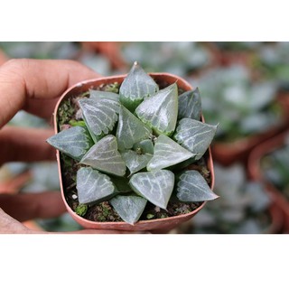 Sen Đá Kim Cương Haworthia