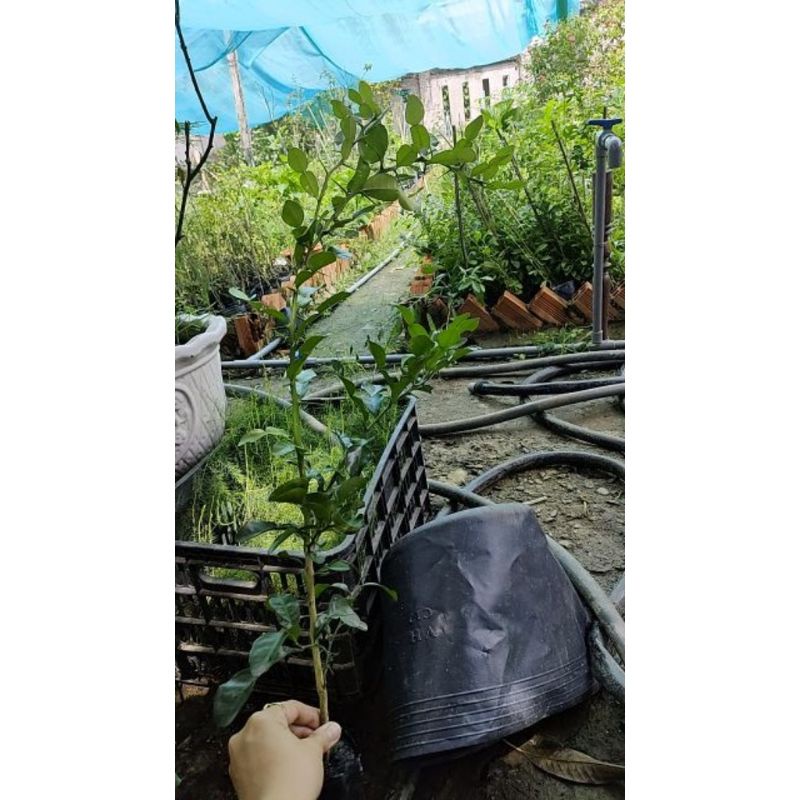 Cây Chúc,Chanh Chúc, Chanh thái